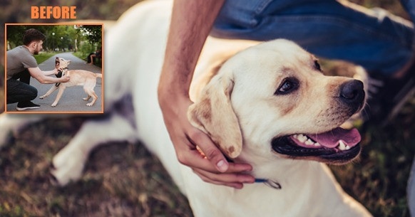 how to stop a barking dog in seconds